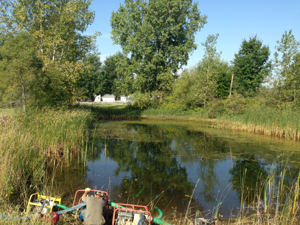 removing pond weeds pond