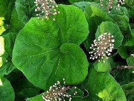 Butterbur and Migraines Herbal Medicine Second Nature Care