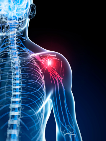 What is the rotator cuff on the shoulder