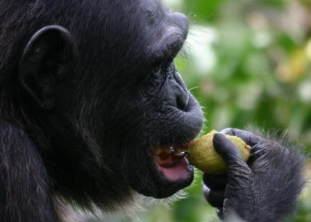 Image 1a (left). Chimpanzee eating an ordinary food, a fig.  Photo courtesy of Alain Houle.