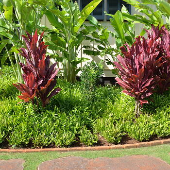 Plant health is crucial on Kauai. How much does landscape maintenance cost — and how much are you willing to pay?