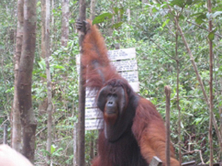 Orangutan King Tom Orangutan King Tom