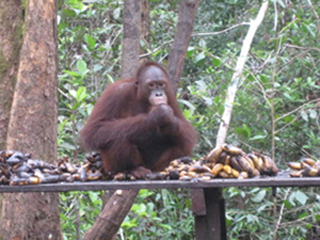 Tadjung Putting National Park Tadjung Putting National Park