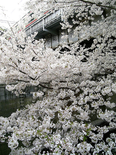 Full Blossom Full Blossom
