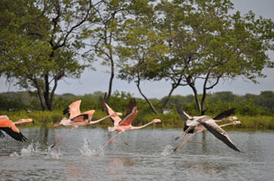 Flamingo Sancutary Flamingo Sanctuary