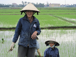 Vietnam farmer's fields Vietnam farmer's fields