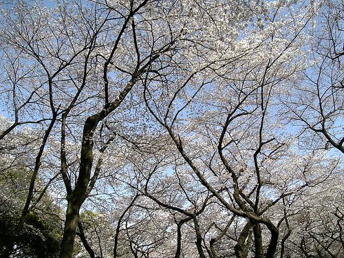 Early Blossom Early Blossom
