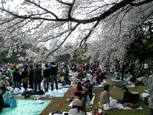 Hanami Party Hanami Party