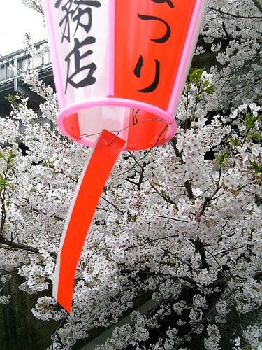 Full Blossom Full Blossom