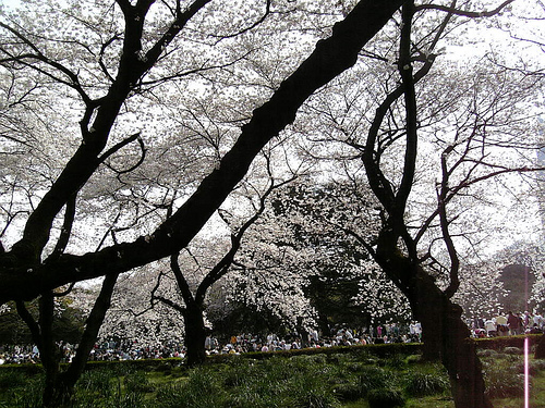 Hanami Party Hanami Party