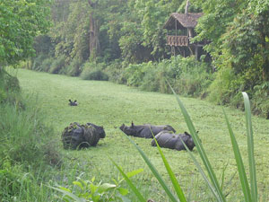 Tiger Tops Rhino Population Tiger Tops Rhino Population