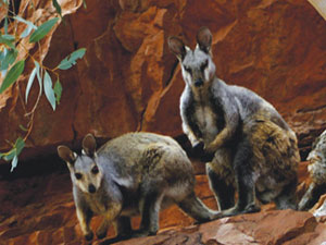 Wayoutback Safari Wayoutback Safari