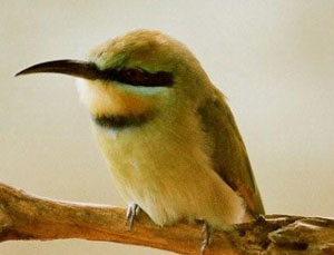Bird Watchers Safari Bird Watchers Safari