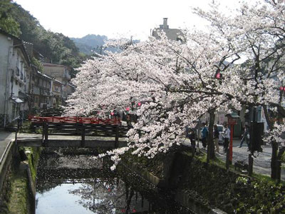 Cherry Blossom Season Cherry Blossom Season