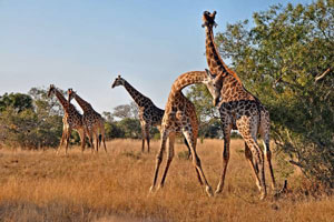 Idube Giraffe Idube Giraffe