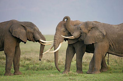 Tanzania Tanzania