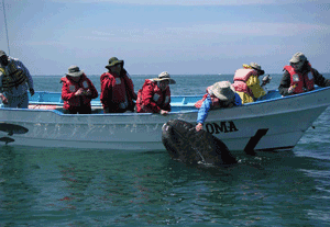 Baja Baja