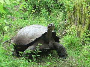 Galapagos Tours Galapagos Tours