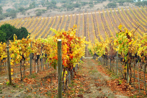 La Casona at Matetic Vineyards La Casona at Matetic Vineyards