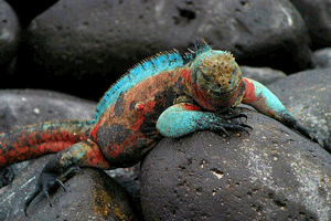 Galapagos Tours Galapagos Tours