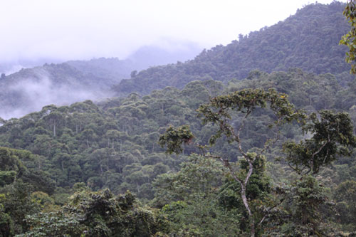 Ecuador Cloud Forest Ecuador Cloud Forest