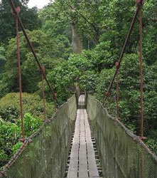 Rainforest Rainforest