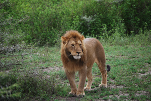 Young Lion Young Lion