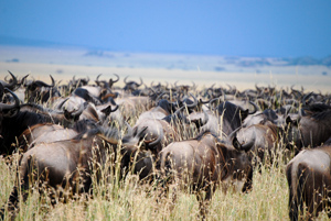Wildebeest Migration Wildebeest Migration