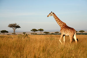Serengeti Giraffe Serengeti Giraffe