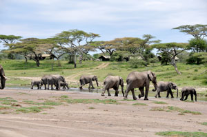 Tanzania Elephants Tanzania Elephants