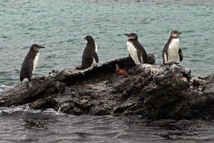 Galapagos Penguins Galapagos Penguins