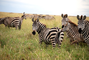 Zebra Herd Zebra Herd