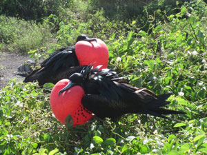 Frigate Bird Frigate Bird