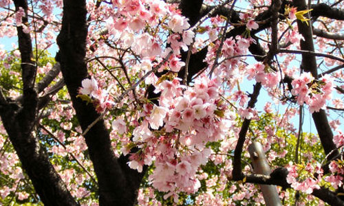 Cherry Blossoms Cherry Blossoms
