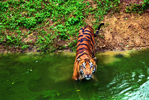 Tiger Tiger