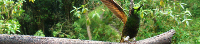 Colombian Wildlife Colombian Wildlife