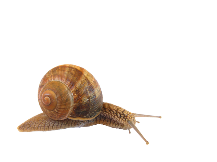 snail