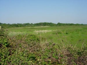 land development on wetland legal decision