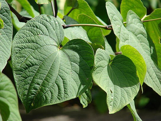 Kava plant