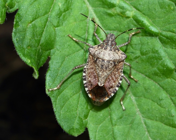 Plant Pest Detective: Identifying Common Plant Pests