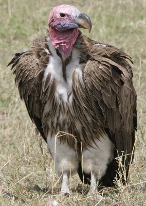lappet-faced-vulture