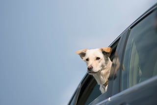 Animal accident essay picture