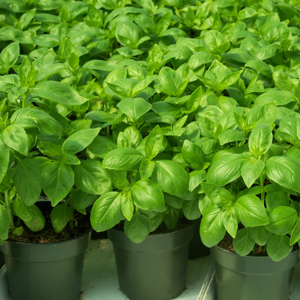 Best soil for basil plants information