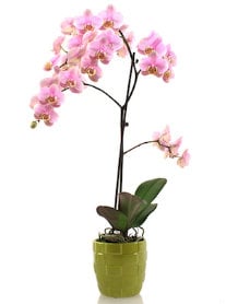 How to Select a Healthy Orchid from the Store