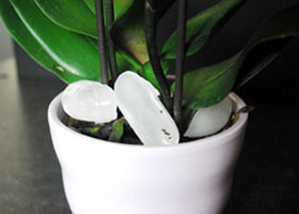 caring for orchids with ice