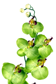 beautiful green orchids