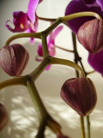 Encourage orchid reblooming
