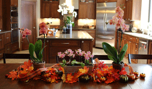 Use Phalaenopsis Orchids to Create Stunning Holiday Displays