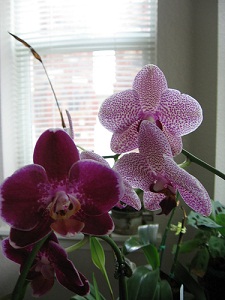 tips for getting orchids to rebloom tips for getting orchids to rebloom