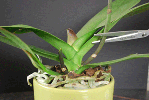a guide to pruning phalaenopsis orchids a guide to pruning phalaenopsis orchids